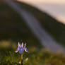 Moraea sisyrinchium