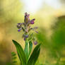 Orchis caspia