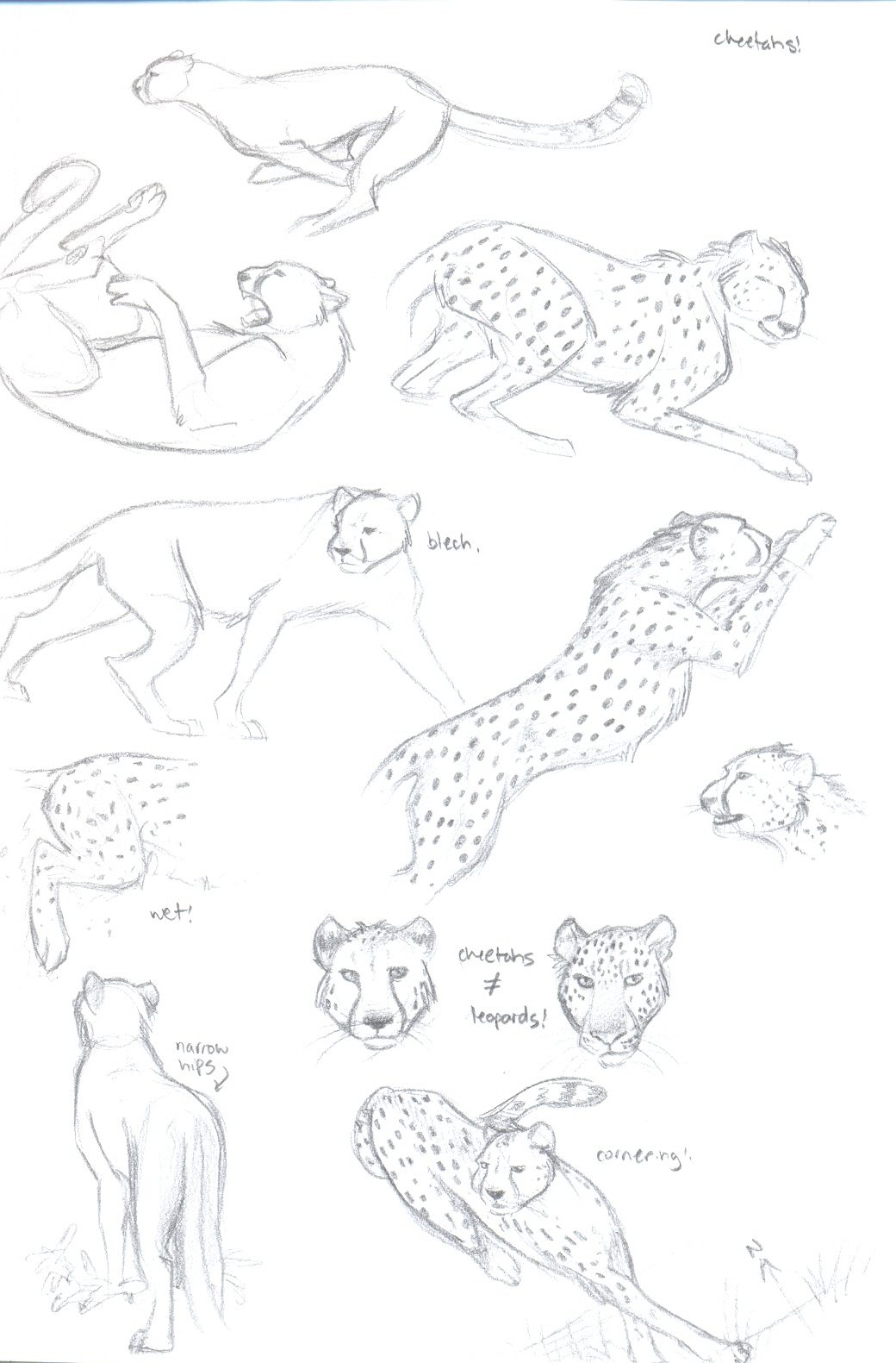 Referenced Cheetahs 2