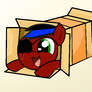 Colt in a box