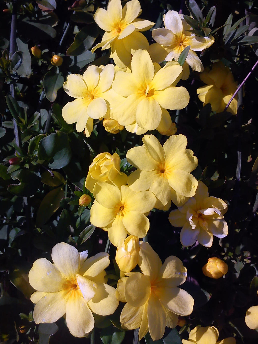 yellow flowers