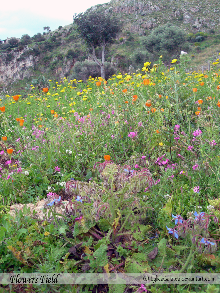 Rainbow Field