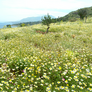 Flower field pano stock