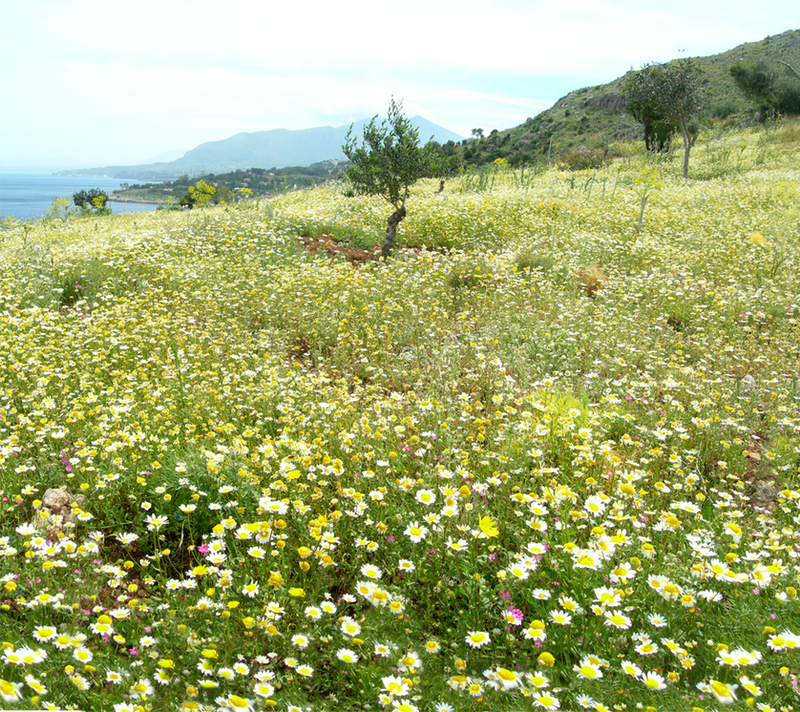 Flower field pano stock