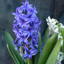 Blue Hyacinth stock