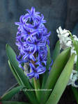 Blue Hyacinth stock by LylicaGalatea