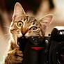 Cat as photographer