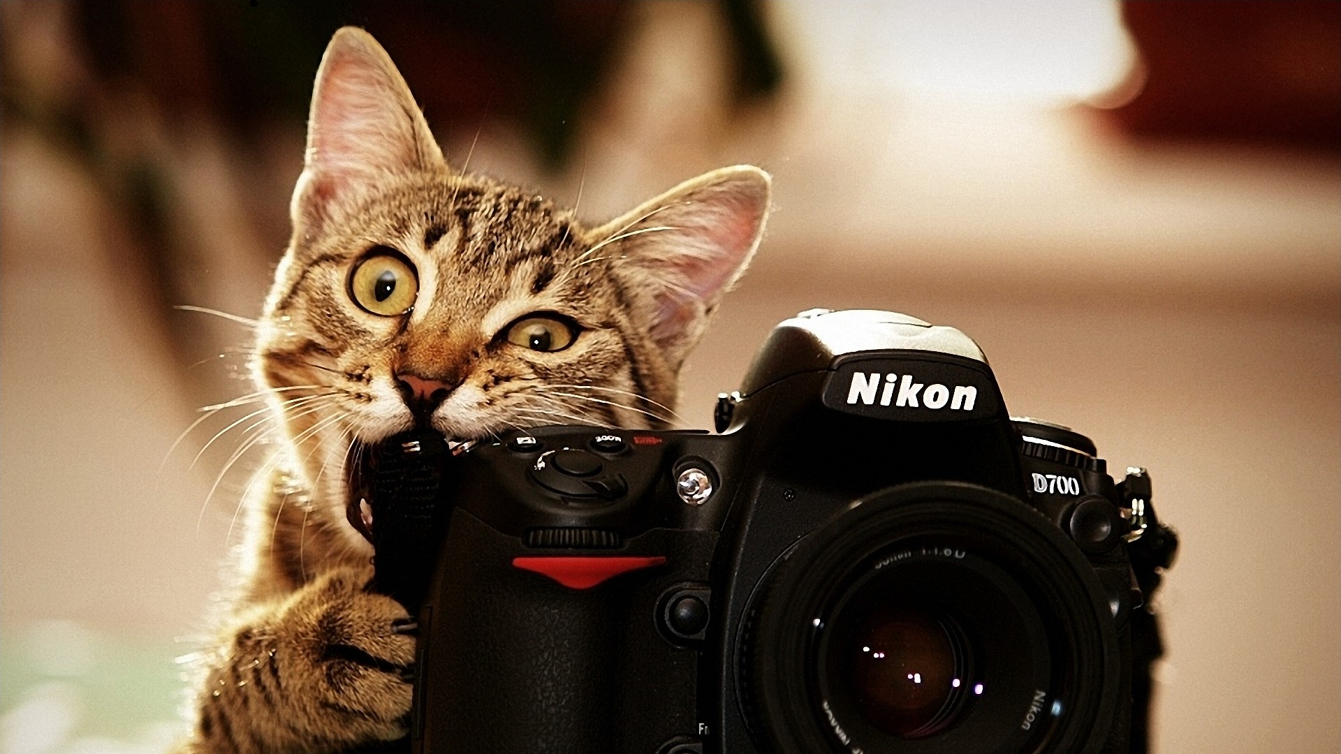 Cat as photographer