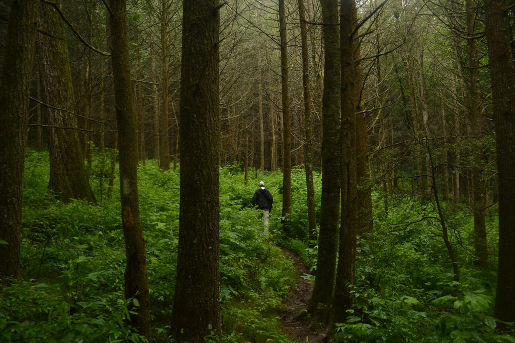 Tall Man in the Tall Trees