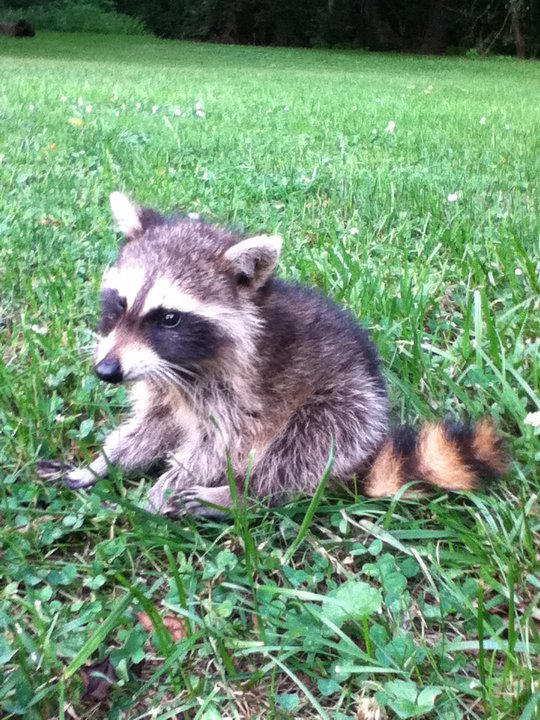 Baby Rocanoon Raccoon baby by RikaMitsukane on DeviantArt