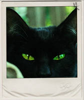 black CAT green EYES