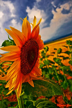 Sunflowers Resist