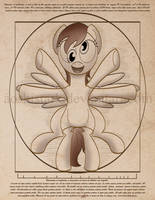 The Vitruvian Mare