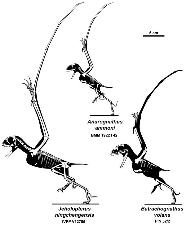 Anurognathidae Panoply by Qilong