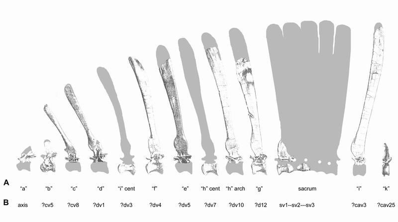 Spinosaurus Spines