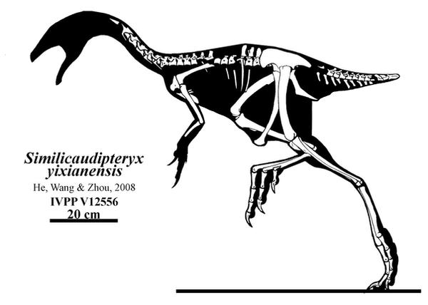 'I Look Like Caudipteryx'