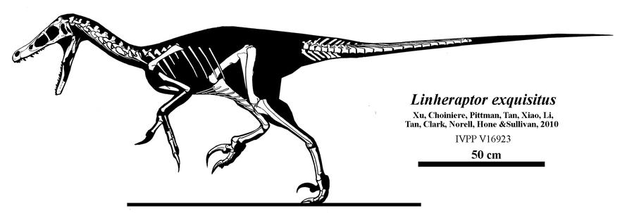 Exquisite Linheraptor