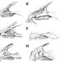 Basal Marginocephalia Snouts