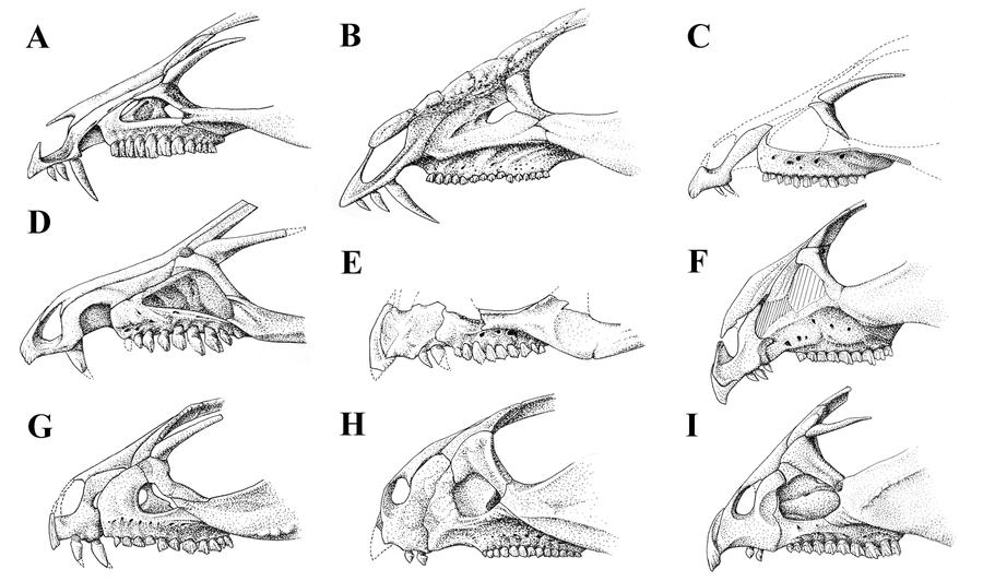 Basal Marginocephalia Snouts by Qilong