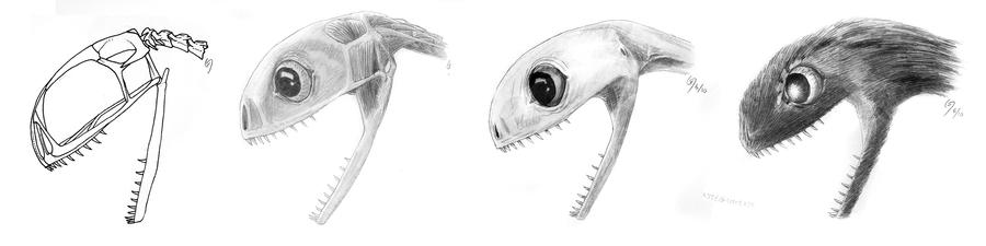 Anurognathus Head Study