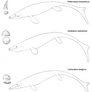 Comparison of Some Mosasaurs