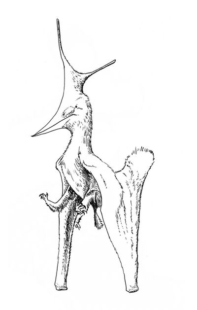 Nyctosaurus sebulbai