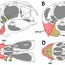 Reconstructing the Beak in Oviraptorids