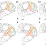 Muscle Lines of Action, Open, Closed