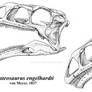 Plateosaurus engelhardti skull