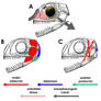 Anurognathus ammoni Cranial Tissues