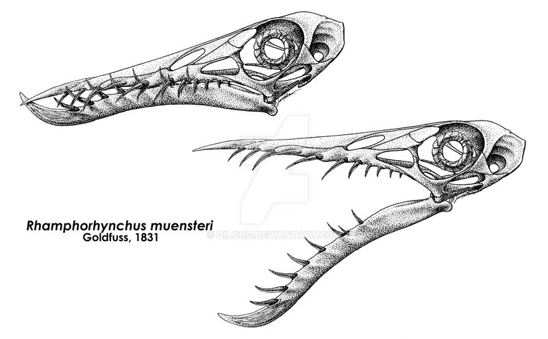 Hemonchus Tooth The Wicked Teeth of Rhamphorhynchus by Qilong on DeviantArt