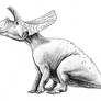 Toroceratops