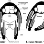Tyrannosaurus Snouts In Section