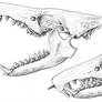 The Venomous Mammal