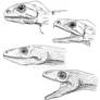 Lizards Without Lips