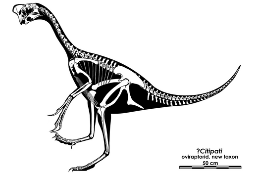 The Best Little Oviraptorid in Mongolia