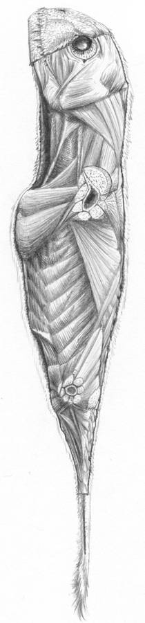 Anurognathid Muscle Study A