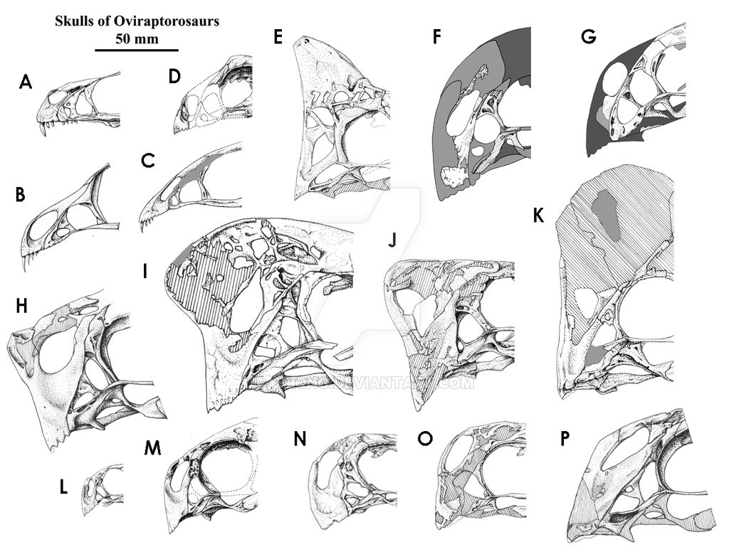 Oviraptorosauria Snouts
