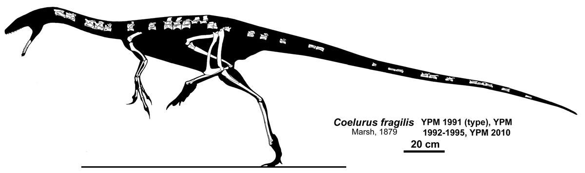 Coelurus Project, Part 6 by Qilong
