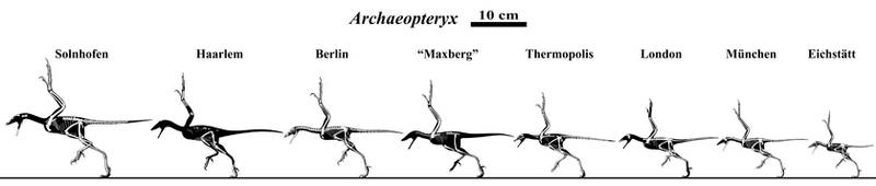 The Many Archaeopteryx