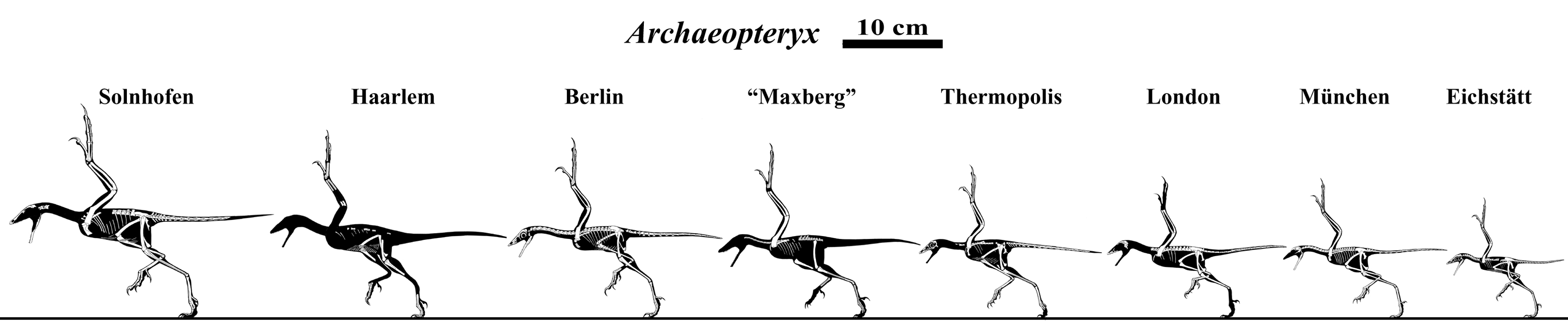 The Many Archaeopteryx by Qilong