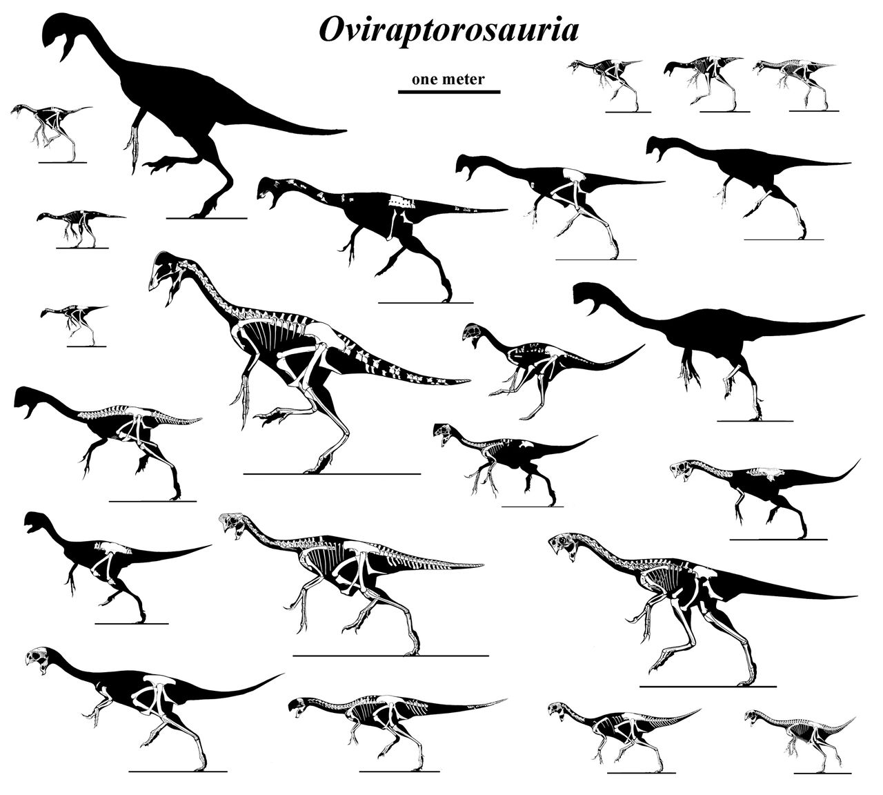 A Panoply of Oviraptorosaurs by Qilong