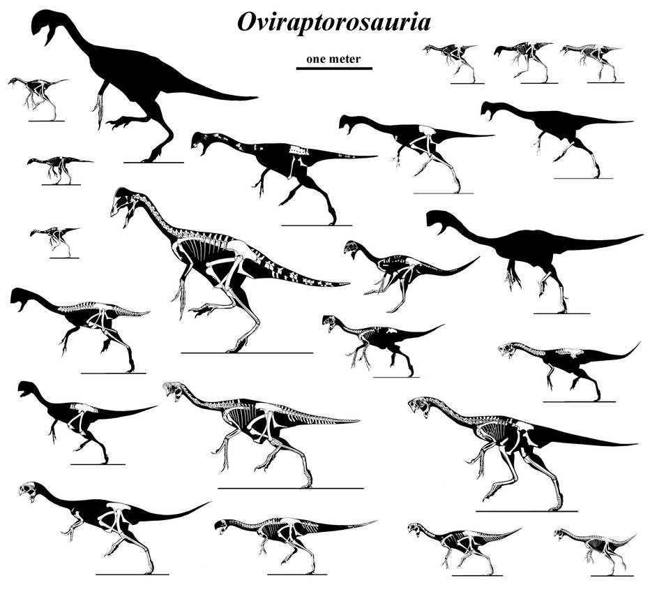 A Panoply of Oviraptorosaurs by Qilong