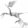 Microraptor Muscle Study