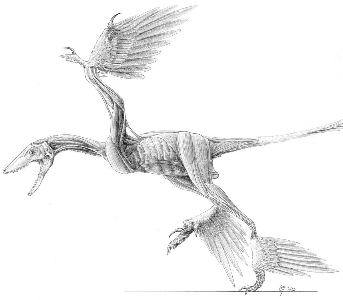 Microraptor Muscle Study