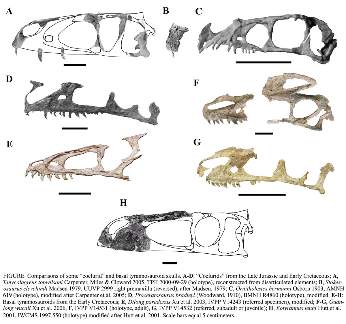 Despotosaurs, Kith and Kin