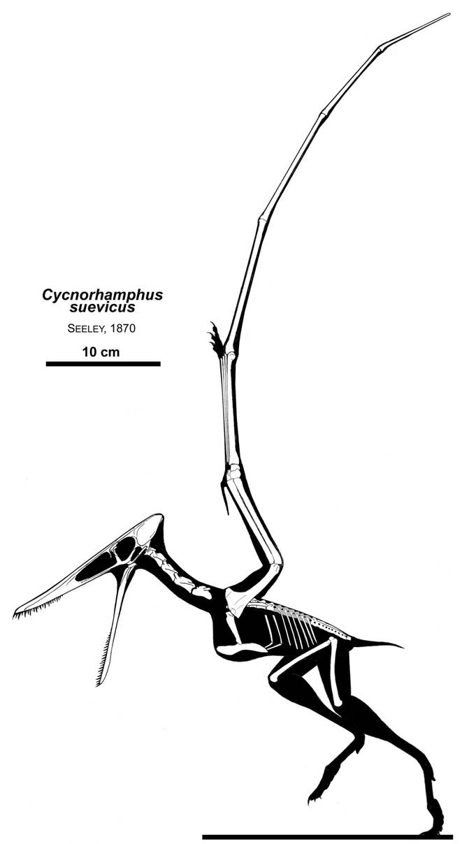 Swan-beaked Pterosaurs by Qilong