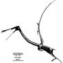 The Stork Pterosaur