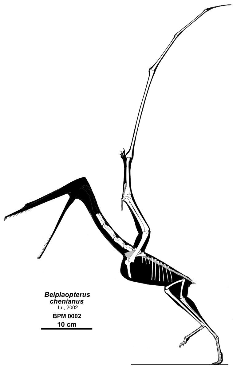 Pterodactylus Skeletal by SassyPaleoNerd on DeviantArt