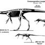 Compsognathus Growth Series